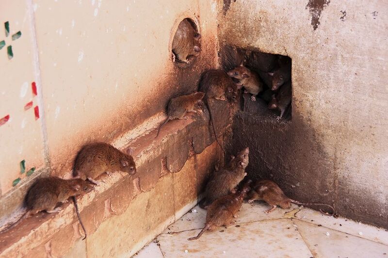 Comment prévenir une infestation de rats dans un bâtiment ?
